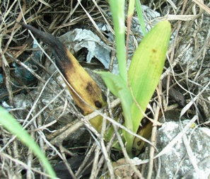 Ophrys apifera   ... in citt!!